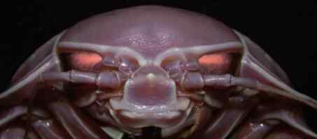 印度洋现神秘生物如同来自科幻电影 已被确定为新物种