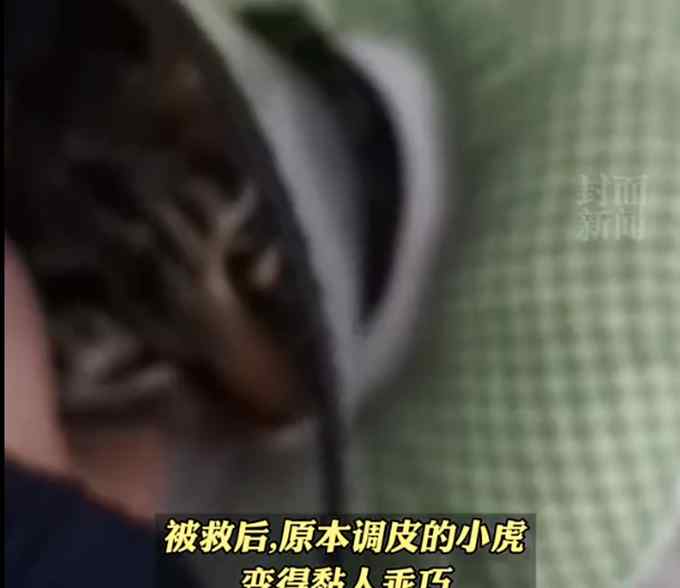 “猫坚强”！猫咪被困37天获救破存活记录 瘦到不足2斤