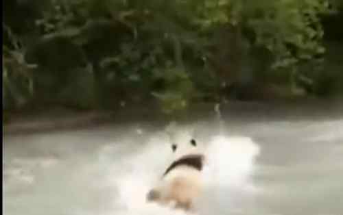 大熊猫河里冲浪上演国宝式狗刨 现场画面曝光萌化众人