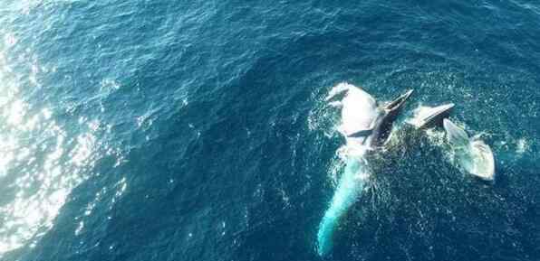 青岛三浴近海鲸鱼出没 出现的是哪种鲸鱼