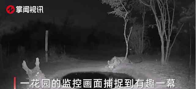 豹子正在喝水突然感到有东西接近自己 立马吓得跳起2米高