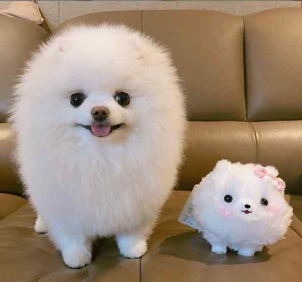 英系博美价格 英系博美犬价格到底是怎么定的？宠物_博美哪里买？