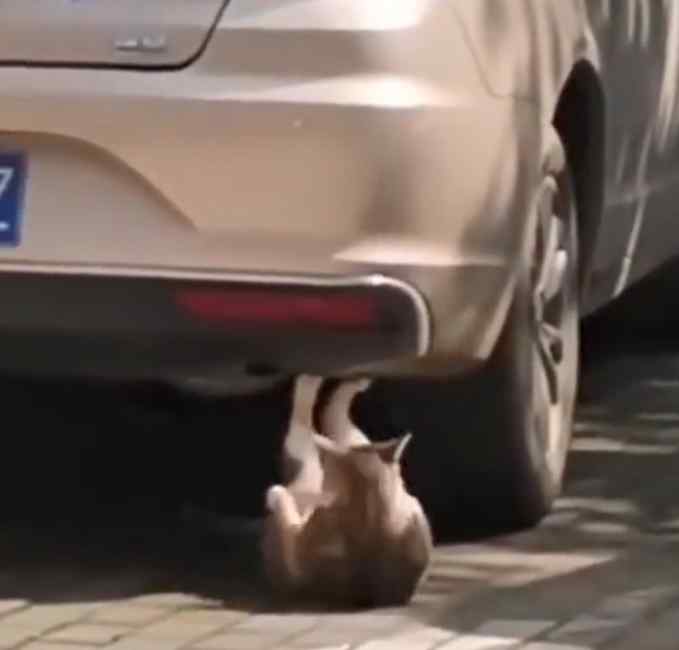 猫咪竟在车尾做仰卧起坐！看呆网友：我但凡有它一半努力也不会胖