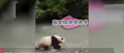 大熊猫河里冲浪上演国宝式狗刨 现场画面曝光萌化众人