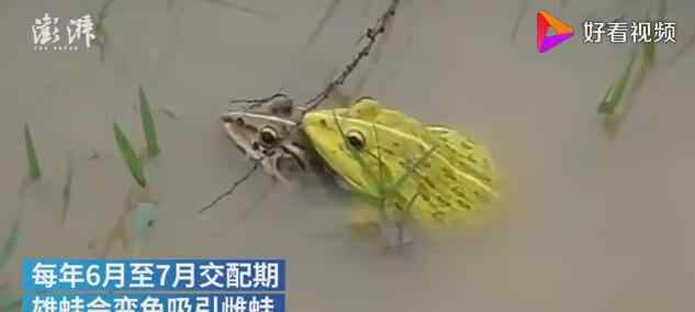印度水塘出现黄色青蛙 这种颜色的青蛙是变异了吗