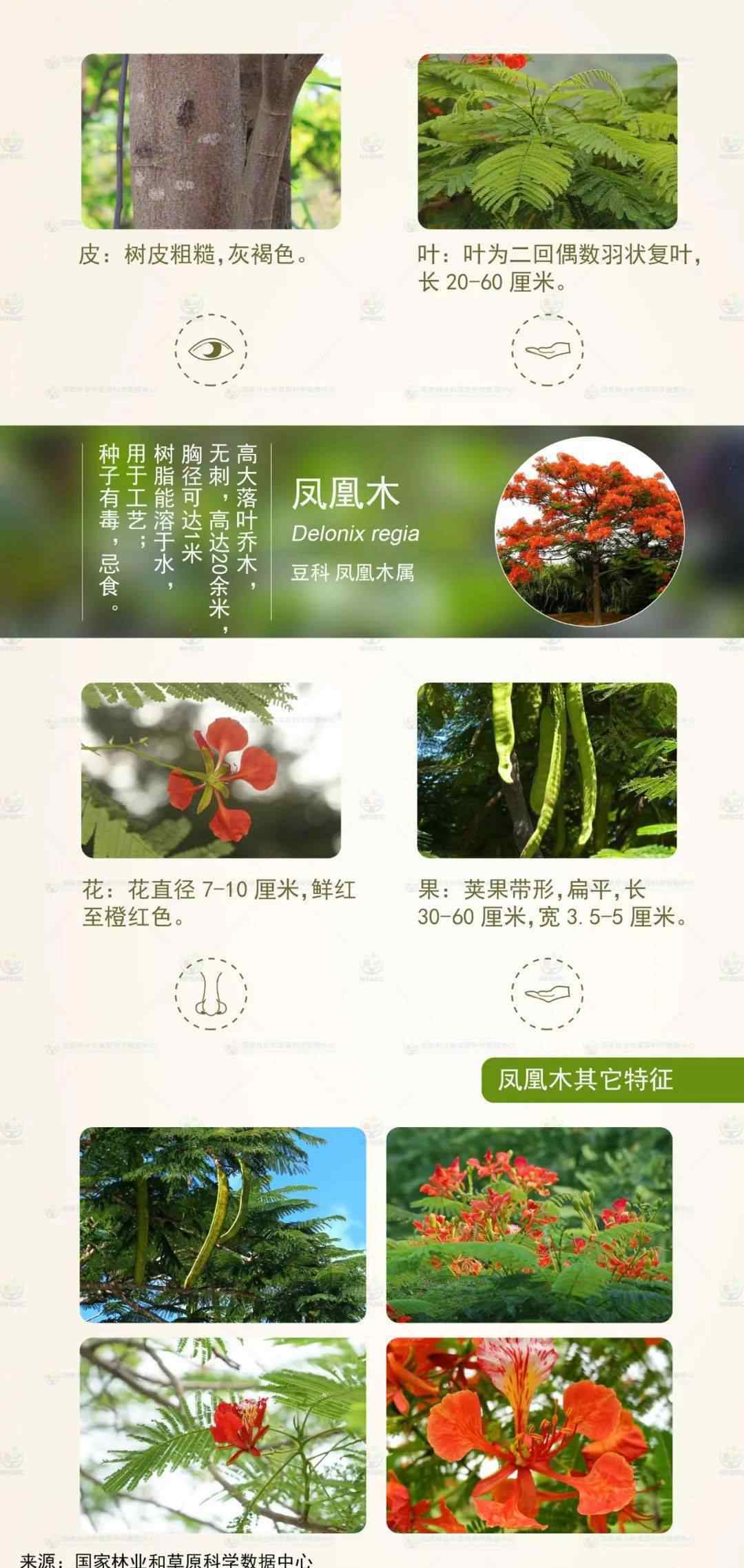 凤凰木 【林家百科】——凤凰木
