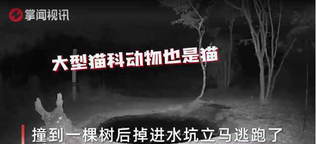 豹子正在喝水突然感到有东西接近自己 立马吓得跳起2米高