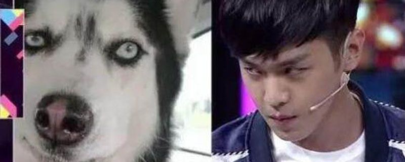 张若昀为什么是哈士奇