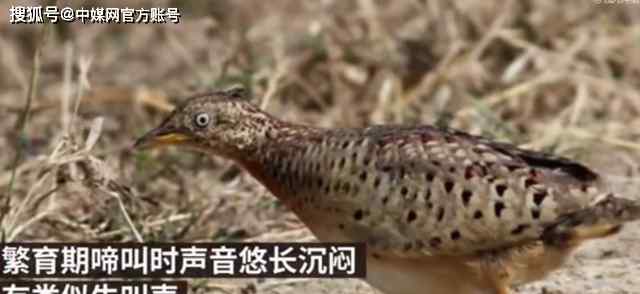 牛叫的声音 贵州深山中发出“龙吟”的声音？网友：竟能发出牛叫声