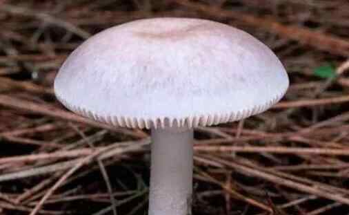 广州急寻剧毒蘑菇遗失物 盘点中国十大剧毒蘑菇
