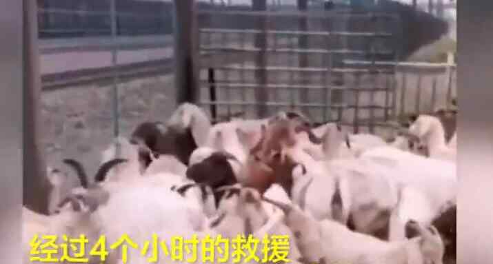 消防员4小时接力救出140只羊 这样的“蓝朋友”超级棒