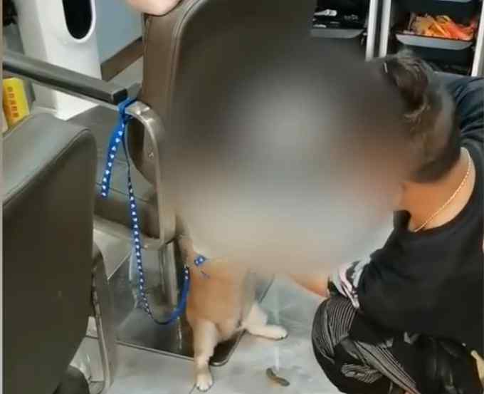 男子用铁钳给柴犬拔牙 回应理直气壮 网友炸锅