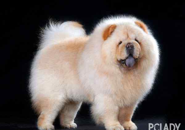 松狮吃什么狗粮好 松狮犬吃什么对毛发好,可以美毛?