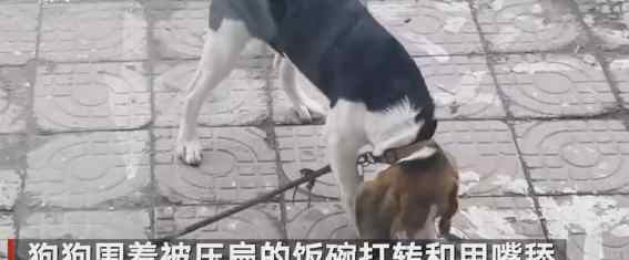 浙江一男子停车不慎将狗子饭盆压扁 目睹这一幕的狗子表情亮了