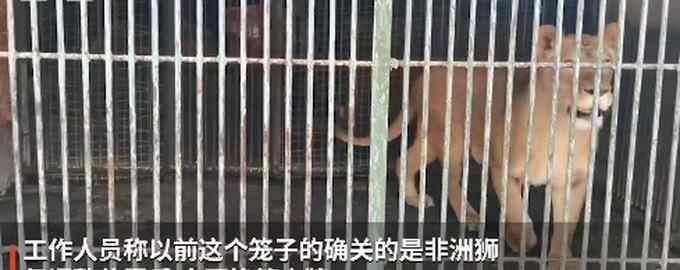 男子在动物园狮笼里发现一只金毛？园方回应 网友调侃：金毛“狮王”