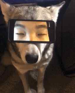毫无违和感是什么意思 这个毫无违和感的眼神，我也是醉了