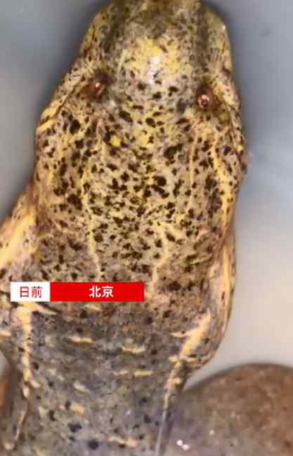 北京一男子将养了5年的鳝鱼放生 随后发生的一幕让他泪目！