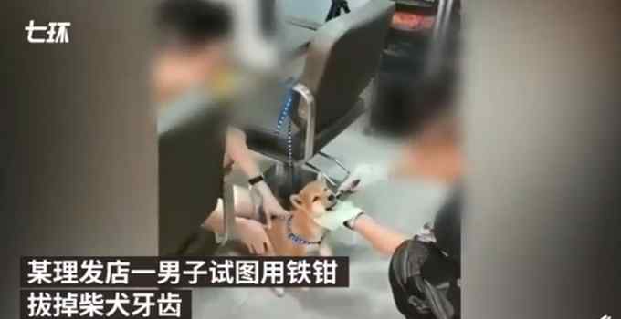 男子用铁钳拔柴犬牙被民警带走！自称狗咬人剪掉尖牙 网友：太残忍