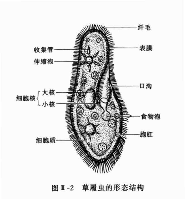 草履虫 【初中生物】草履虫问题易错点总结