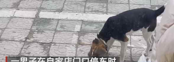 浙江一男子停车不慎将狗子饭盆压扁 目睹这一幕的狗子表情亮了