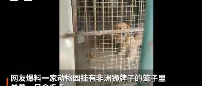 男子在动物园狮笼里发现一只金毛？园方回应 网友调侃：金毛“狮王”