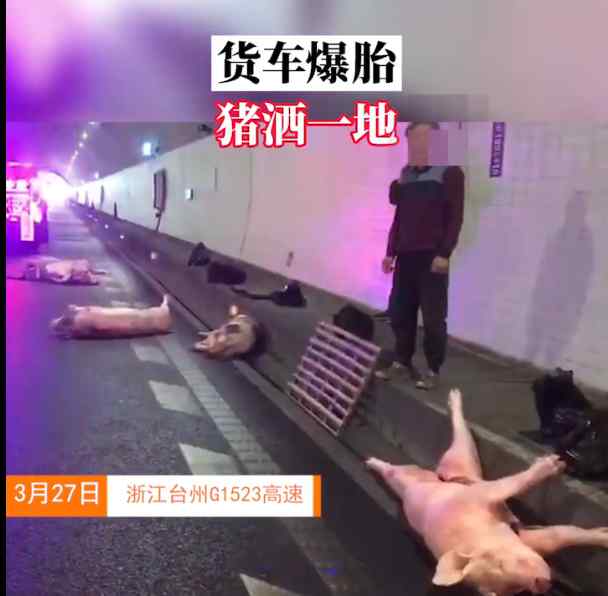台州一货车侧翻猪掉了一地 网友：二师兄遭殃了！