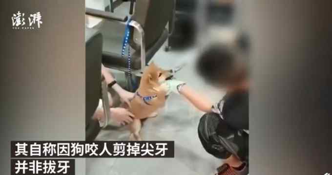 男子用铁钳拔柴犬牙被民警带走！自称狗咬人剪掉尖牙 网友：太残忍