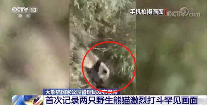 “比武招亲”？野生大熊猫为争配偶激烈打斗 网友：都是国宝 公平竞争