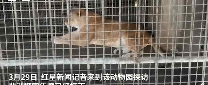 男子在动物园狮笼里发现金毛 到底怎么一回事?始末回顾