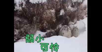内蒙古赤峰罕见强降雪 一夜后牧民出门被这一幕吓到窒息