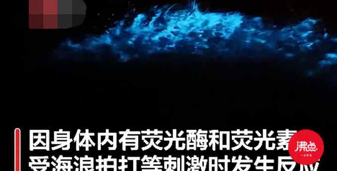 厦门多地出现蓝眼泪奇观 海水如星河般璀璨发光！网友：好浪漫！