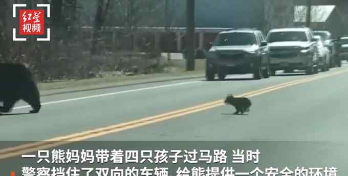 罕见画面！熊妈妈带熊宝宝过马路：操碎了心 幼崽调皮捣蛋不配合