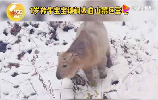 1岁小羚牛现身太白山景区 为什么会出现在这里
