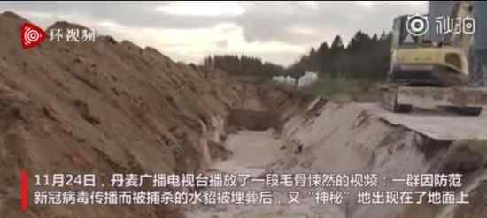 丹麦埋葬后的水貂挤回了地面 到底发生了什么