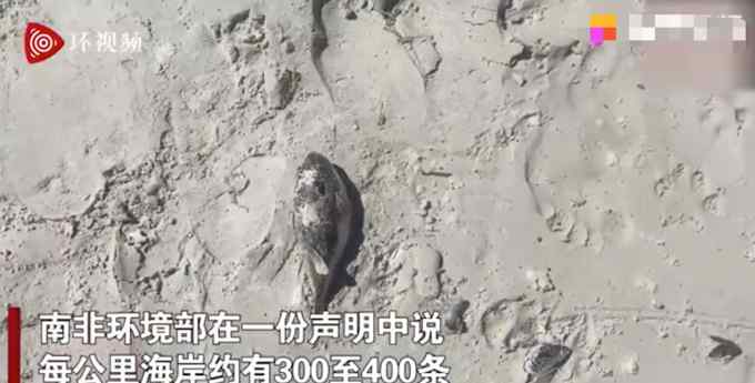 触目惊心！南非海滩现数百条搁浅剧毒河豚 毒性比氰化物更致命