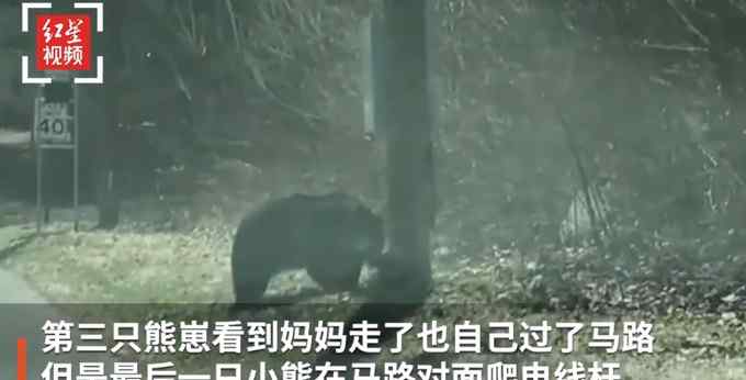 罕见画面！熊妈妈带熊宝宝过马路：操碎了心 幼崽调皮捣蛋不配合