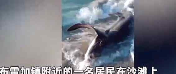 鲨鱼死亡被冲上沙滩 路人走进后拔出一东西触目惊心