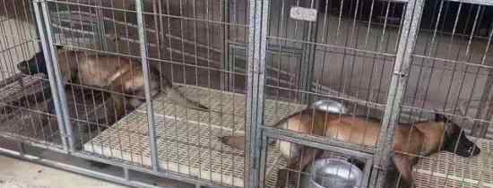 两搜救犬疑被毒死是怎么回事凶手是谁