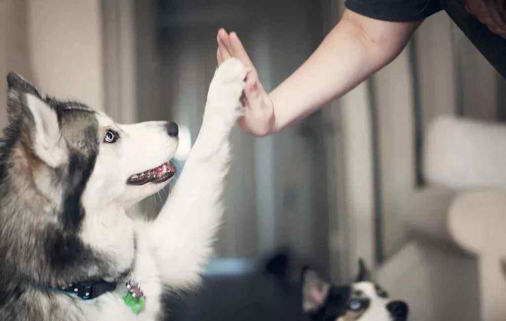 狗狗中毒的症状 狗子中毒，这些方法能解毒！
