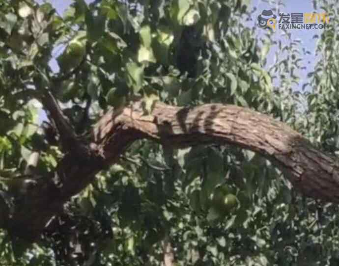 梨树 407岁梨树被烧空心仍能结果 熊孩子一把火烧掉4百年古树