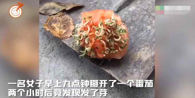 女子掰开番茄放在室外 2小时后再一看当场懵了