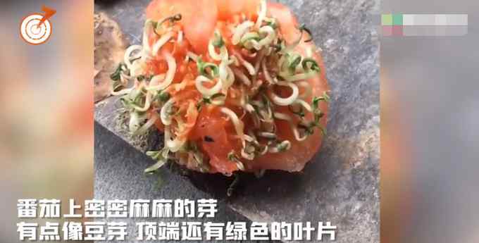 女子掰开番茄放在室外 2小时后再一看当场懵了