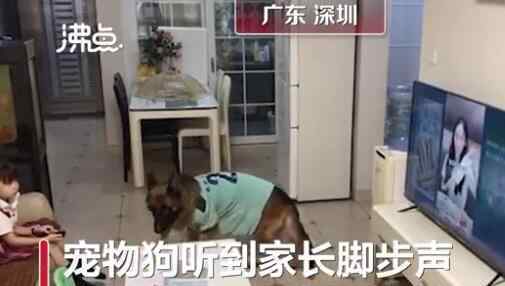 狗子听到家长进门提醒女孩写作业 为什么会这样