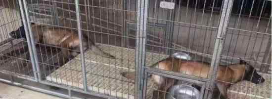 两搜救犬疑被毒死 为什么毒死搜救犬具体怎么回事