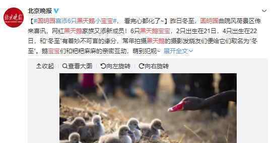 圆明园新添6只黑天鹅宝宝?黑天鹅宝宝图片曝光