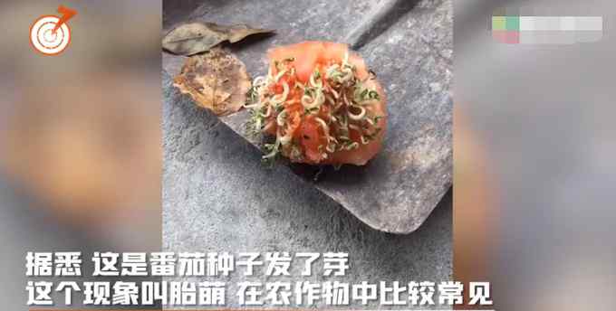 女子掰开番茄放在室外 2小时后再一看当场懵了