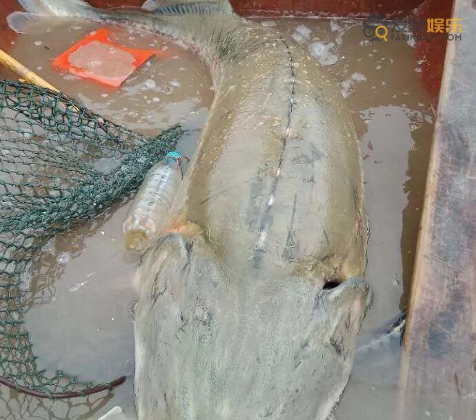 鲟鱼 暴雨后千万斤鲟鱼从甘肃流入四川 捞到就是赚到每条鱼价值不菲文章配图