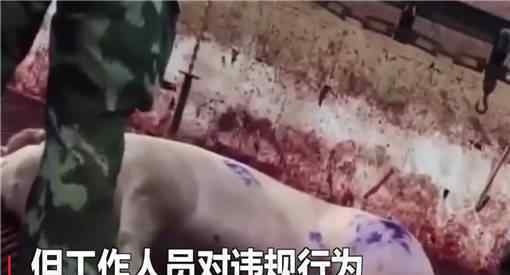 肉联厂洗白病死猪是什么情况病死猪对人体有什么危害