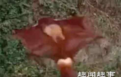 四川乐山发现野生飞狐 放生时突然飞下悬崖罕见一幕曝光