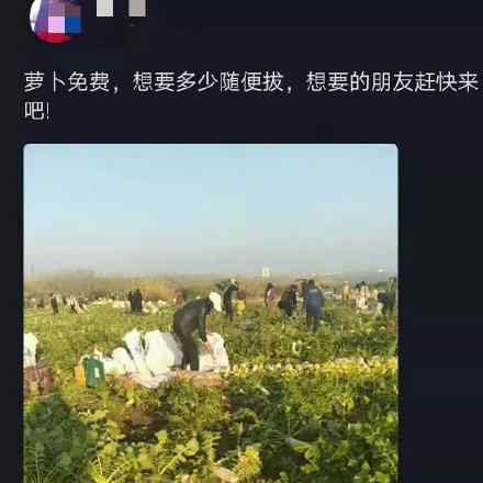200亩萝卜被拔光是谁做的?菜农损失超40万元?
